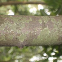 Polyalthia persicifolia (Hook.f. & Thomson) Bedd.